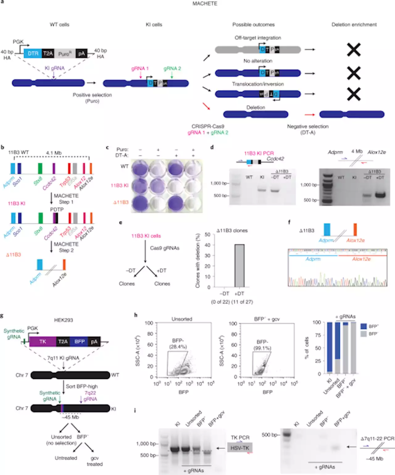 MACHETE identifies interferon-encompassing chromosome 9p21.3 deletions as mediators of immune evasion and metastasis - Nature Cancer