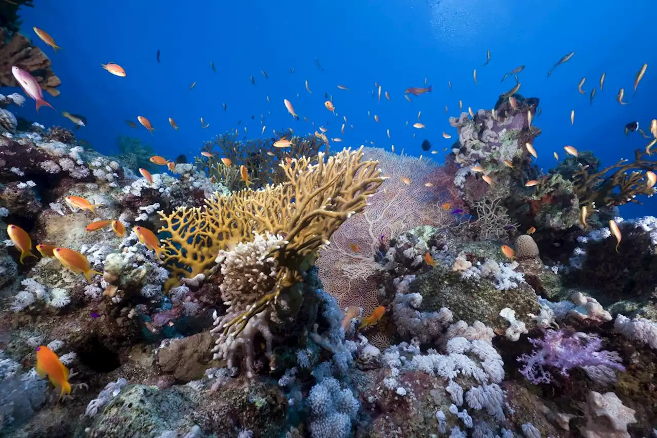 Climate Change Could Destroy 90% of Marine Life by 2100