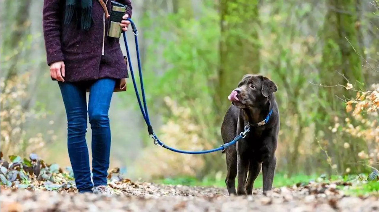 Hunderegister in Berlin: Erst ein Drittel ist angemeldet