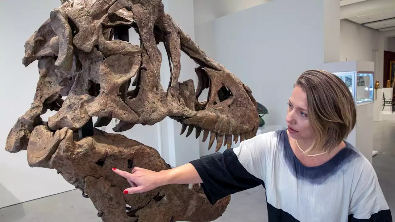 T Rex Skull Unearthed in South Dakota Expects to Fetch Over $15 Million at Auction