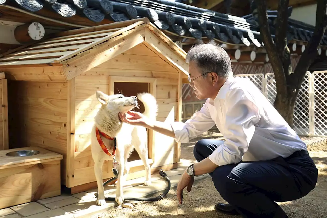 South Korea's Ex and Current Presidents Clash Over Custody of Dogs Gifted by Kim Jong Un