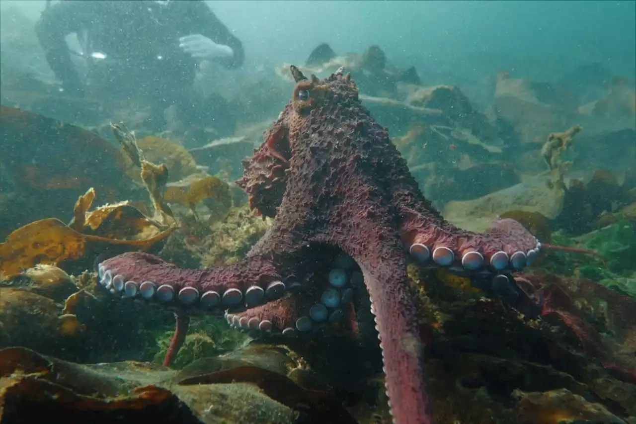 B.C. diver shakes a leg with giant Pacific octopus, in 'mind-blowing' encounter