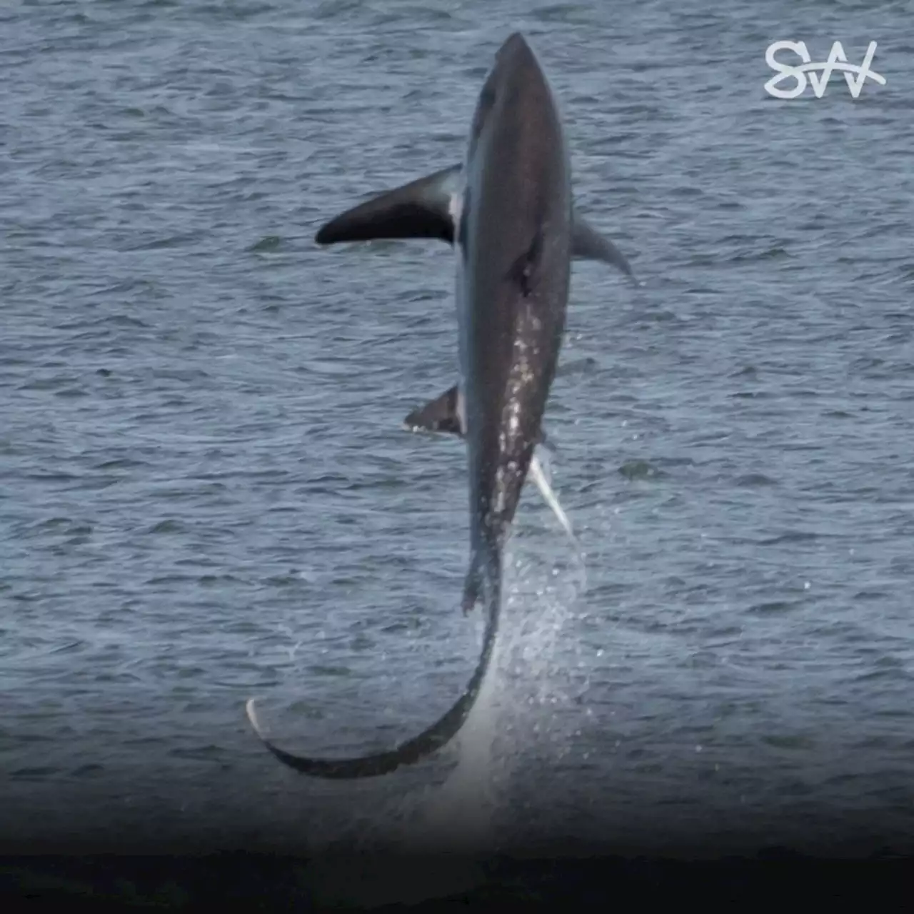 'Breathtaking': Marine life spectacle spawns into main attraction near Canso Causeway | SaltWire