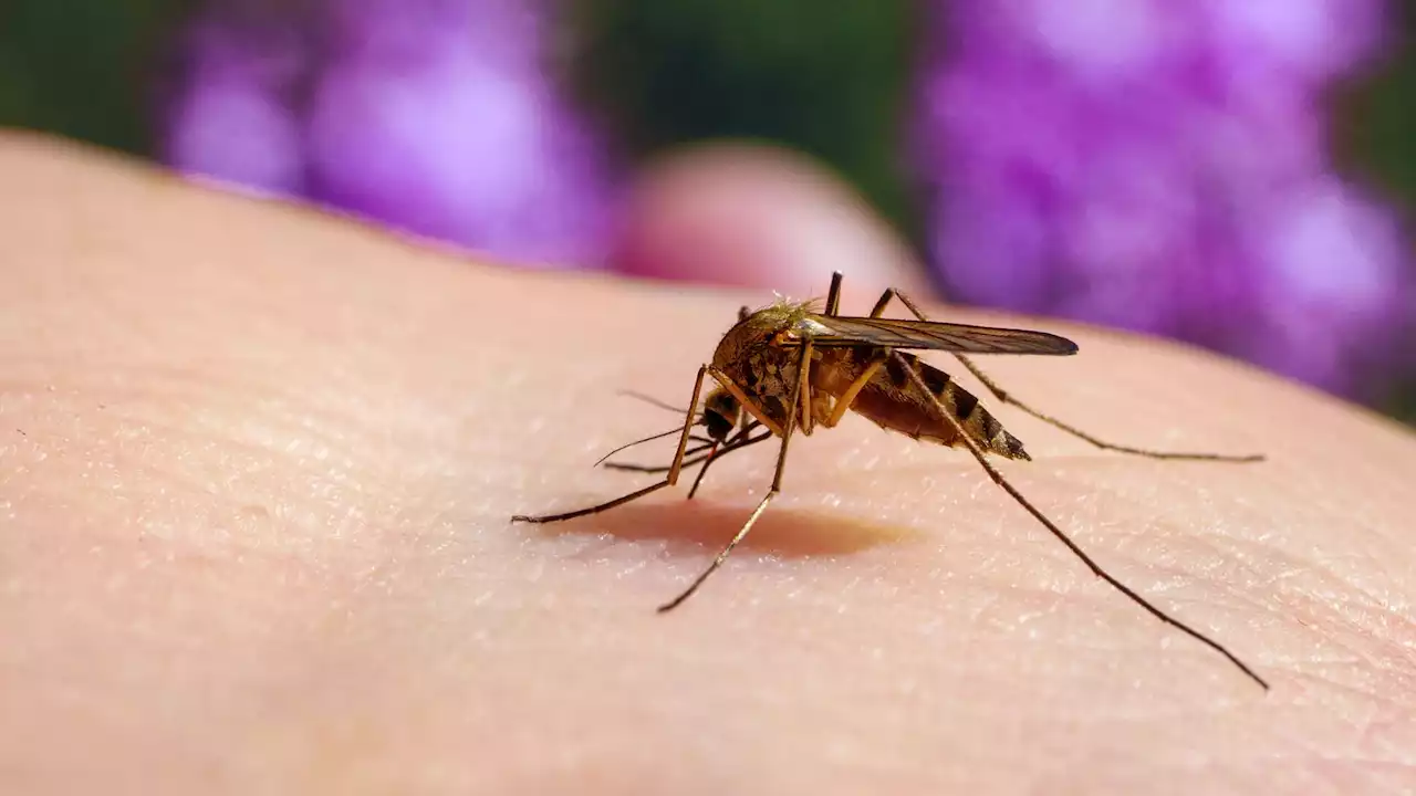 Gauteng records 11 malaria deaths and more than a thousand infections | The Citizen