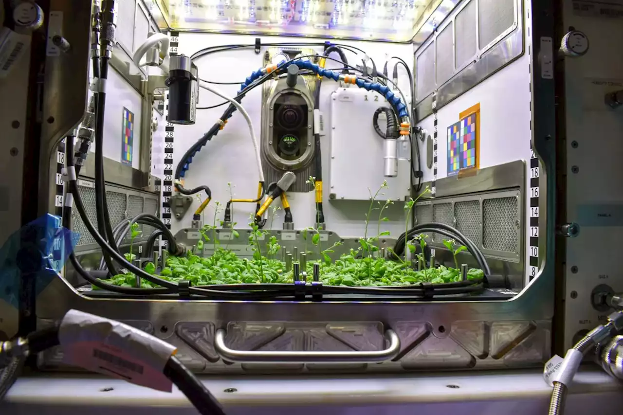 Can Plants be Adapted to Thrive in Space?