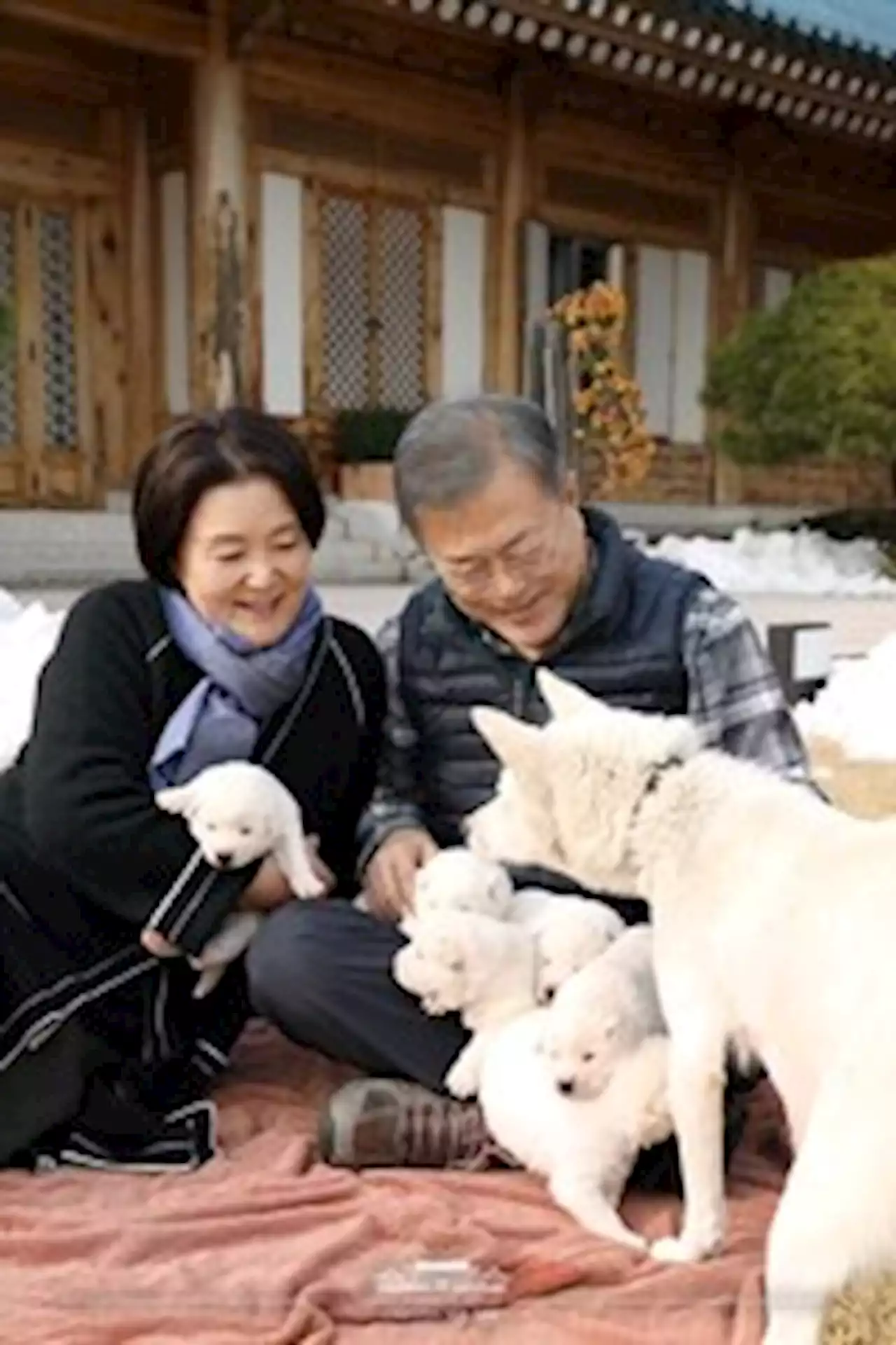 Dogs gifted by Kim Jong Un caught in South Korea presidential custody row