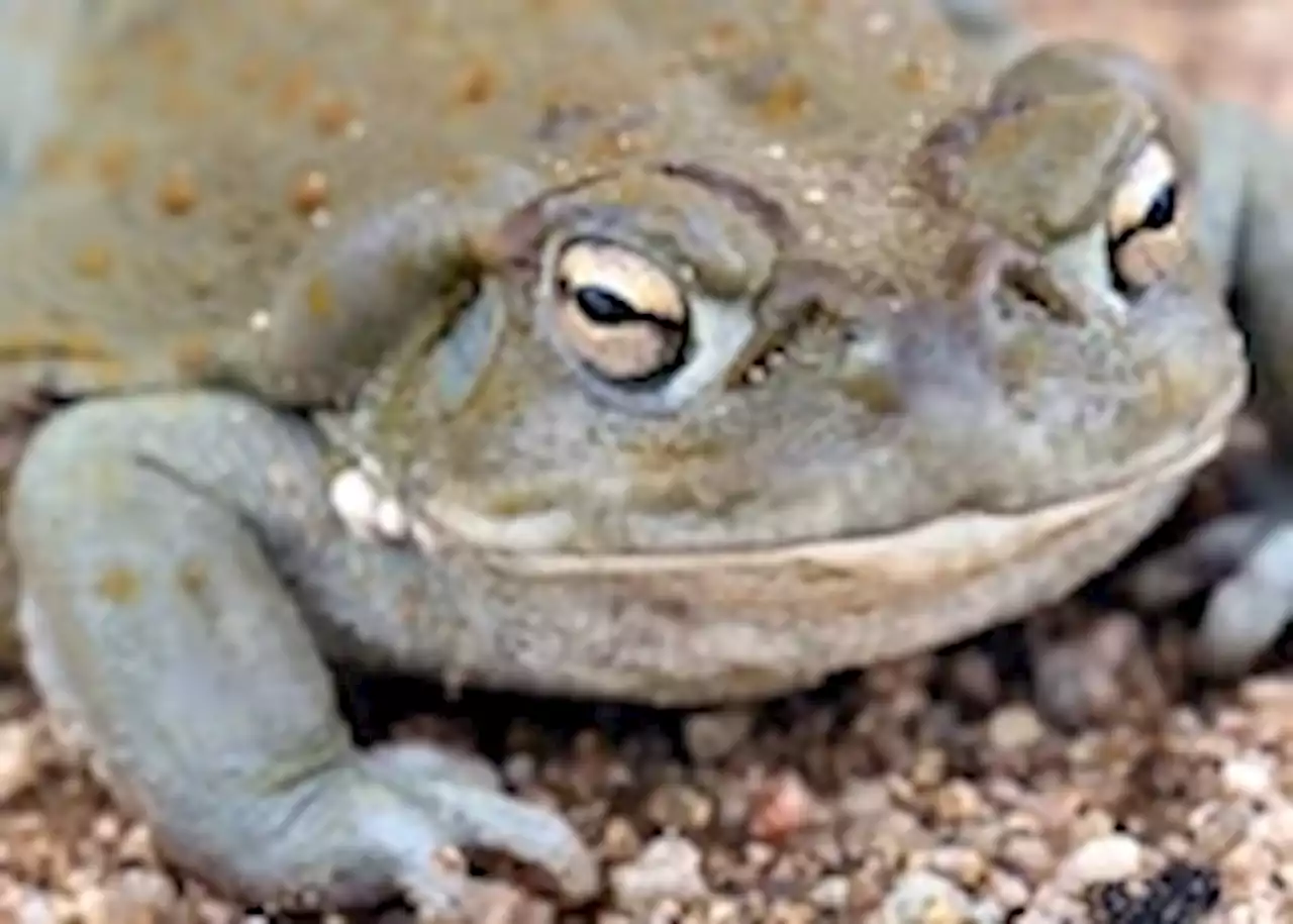 Please stop licking psychedelic toads, National Park Service warns