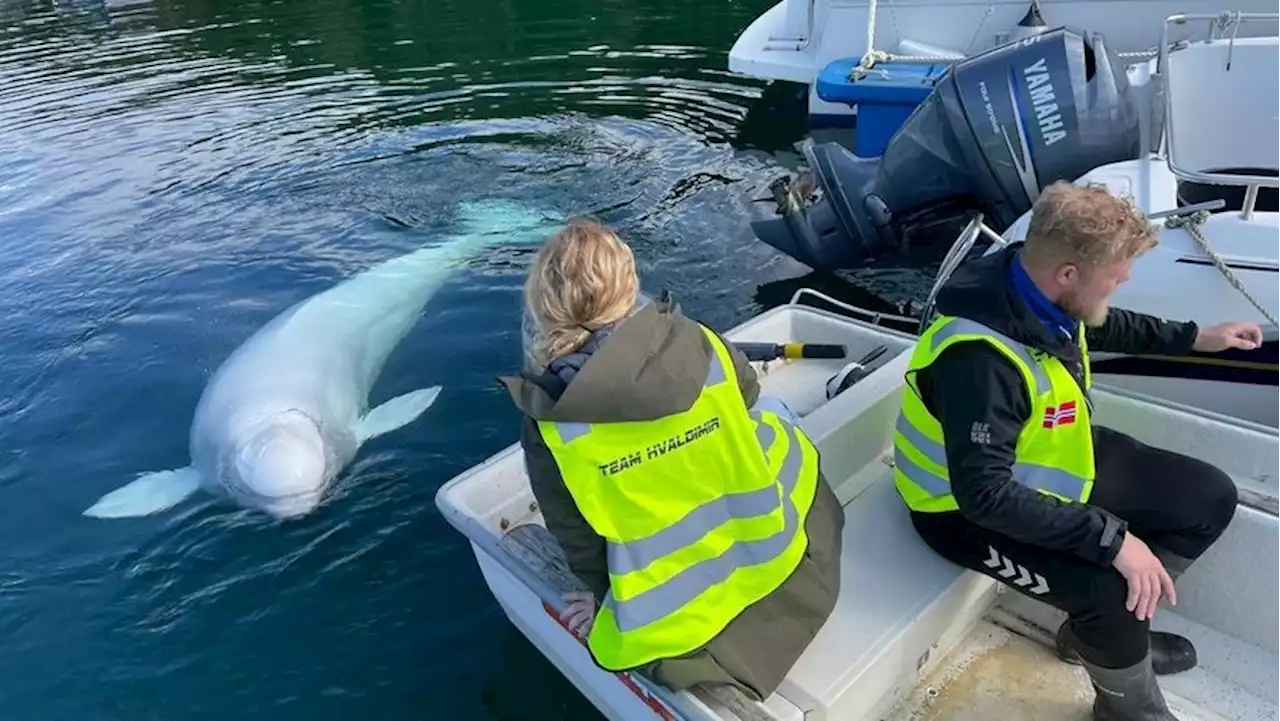 An der Küste Norwegens: Beliebter 'Spionage-Wal' soll gerettet werden