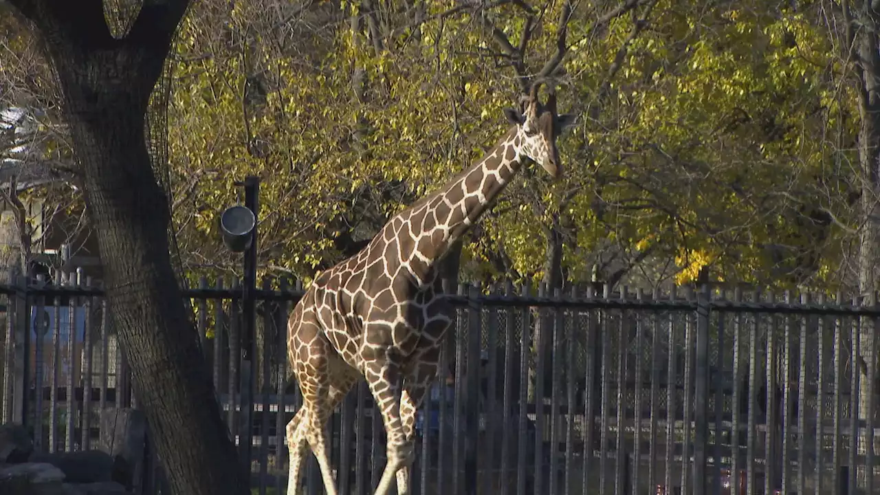 Brookfield Zoo Marks 100 Years Since Groundbreaking With Eye Toward the Future