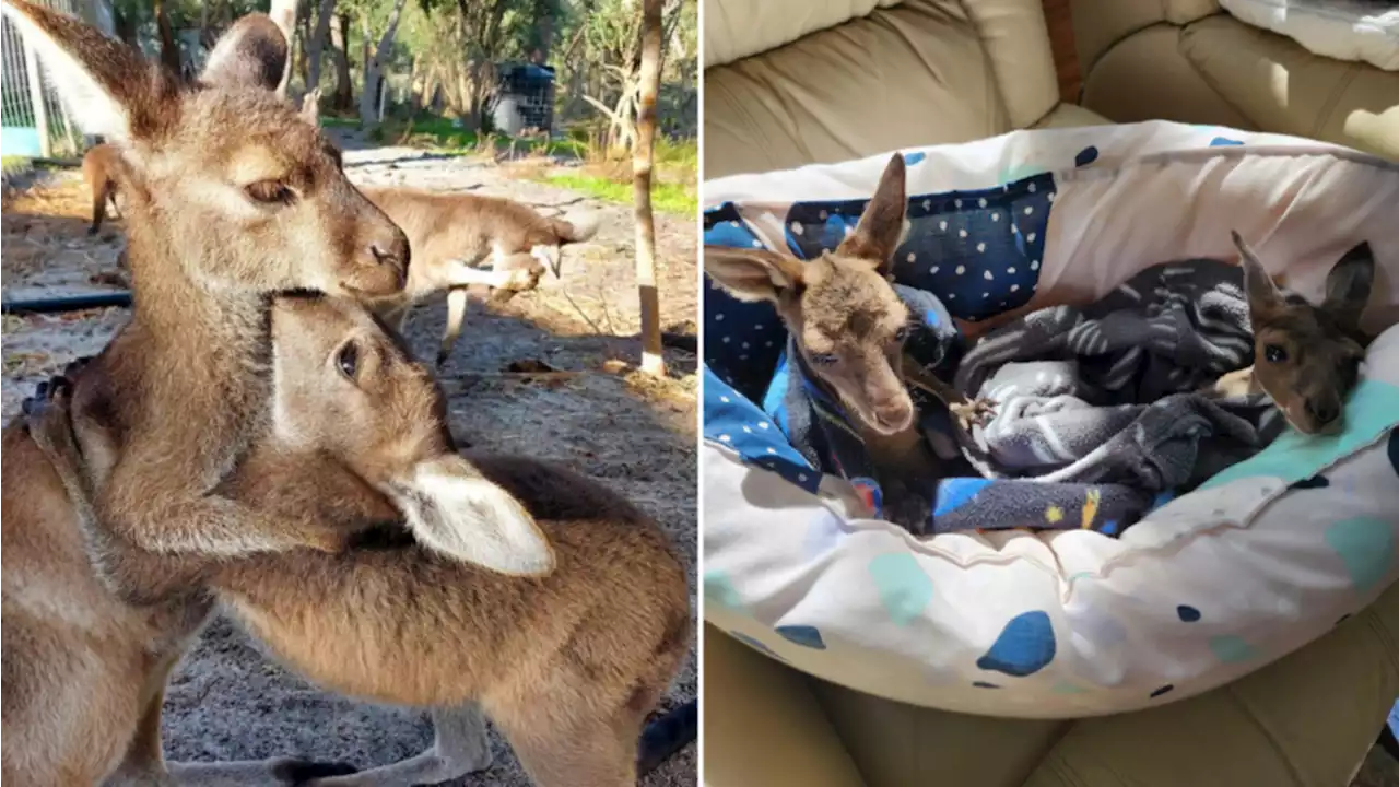 Plea to Aussie pet owners after joeys killed in ‘unbelievable’ dog attack