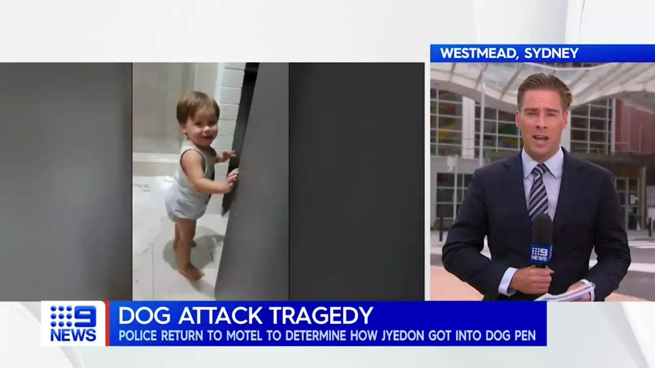 Toddler dies after being mauled by dogs in NSW