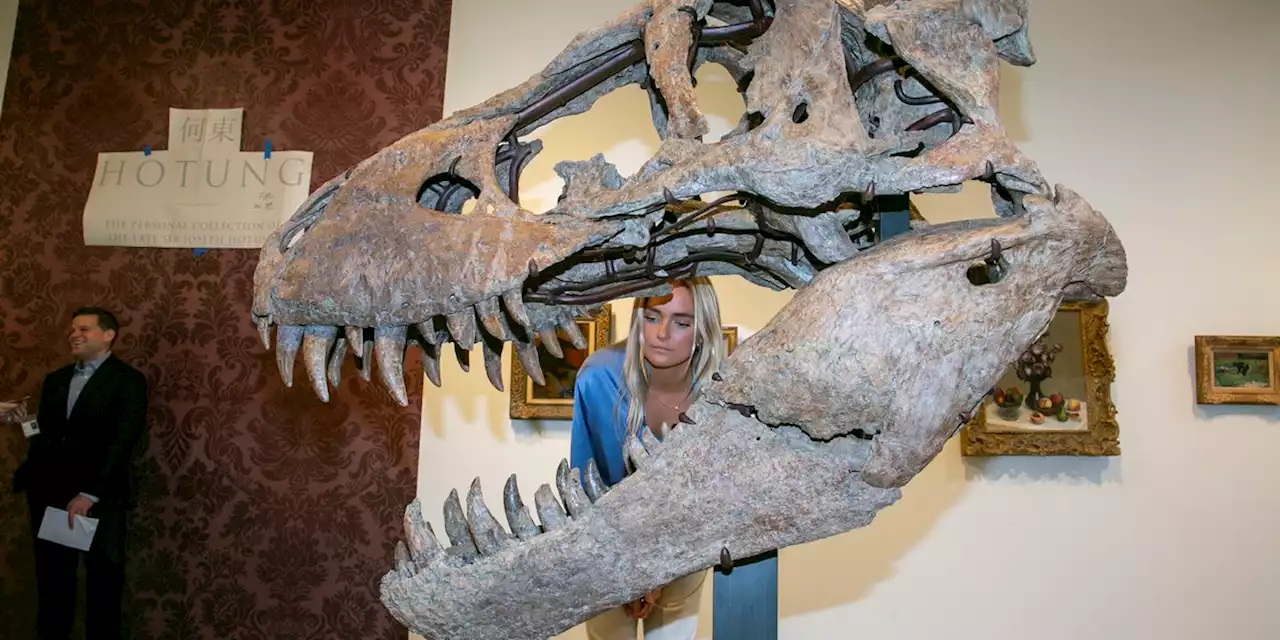 200-pound dinosaur skull expected to sell for $15 million