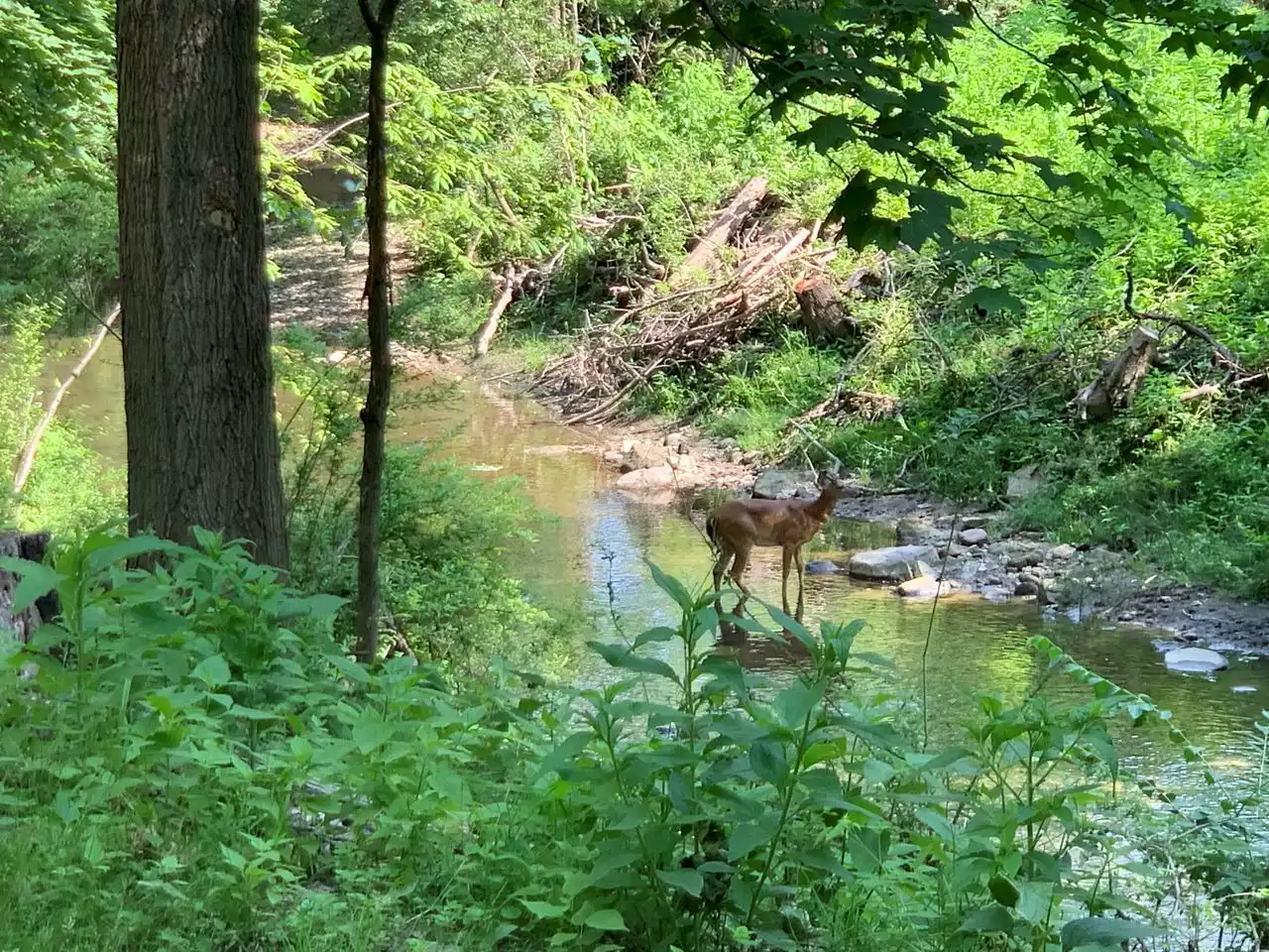 Cleveland Metroparks replacement tax and Cleveland-Cuyahoga County Port Authority renewal tax on the way to approval