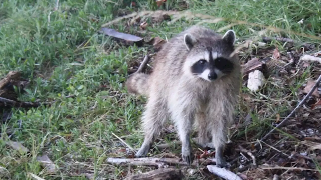 Raccoon distemper outbreak declared in Toronto as calls for service spike