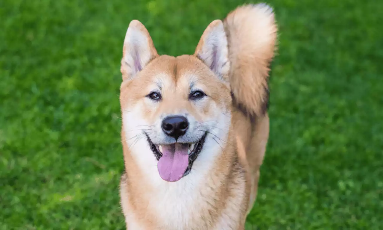 Anticipating Shiba Inu’s [SHIB] likely path after this breakdown