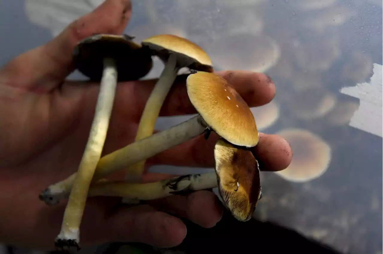 Colorado voters split on Proposition 122, which would legalize psilocybin