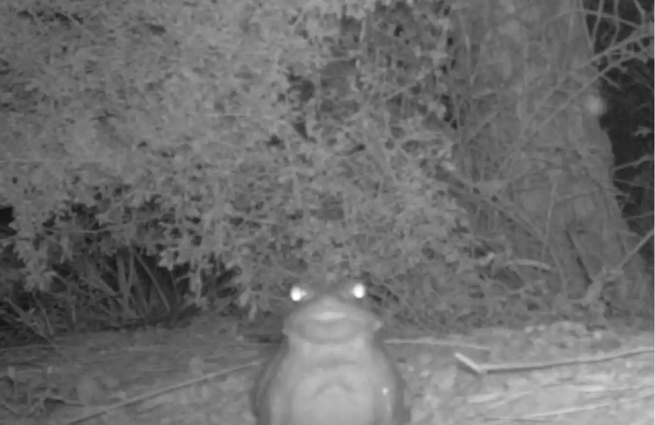 Please don't lick psychedelic toads, warn US park officials