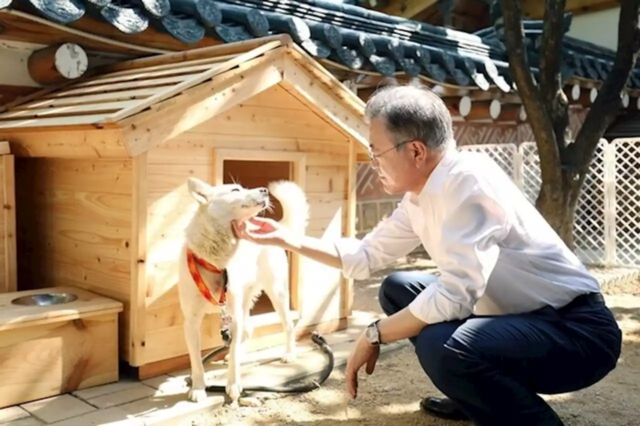 “이제 그만들”…문 전 대통령, 풍산개 반환 이유 직접 밝혔다