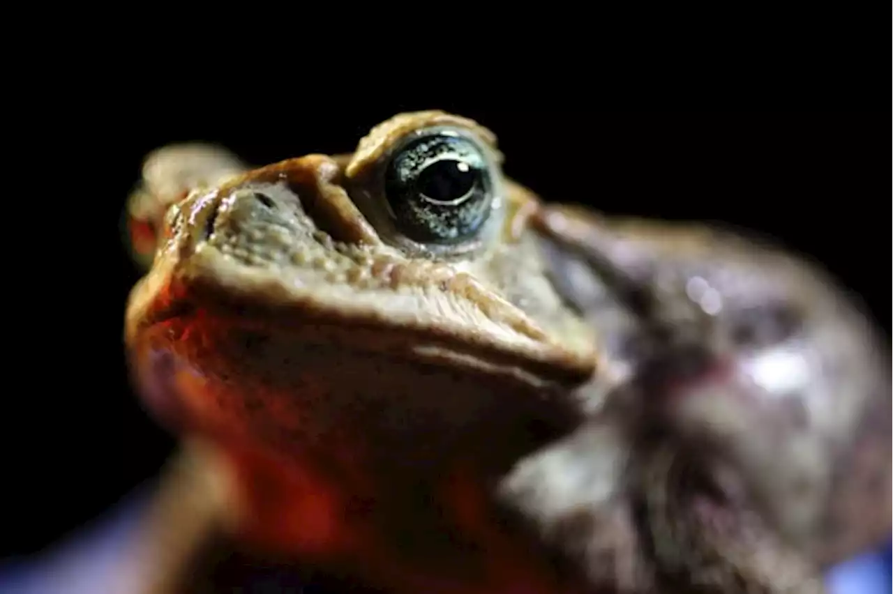 Please don’t lick psychedelic toads, warn US park officials