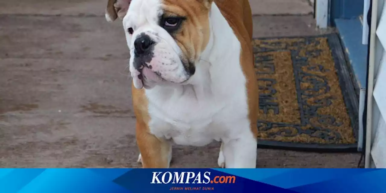 Berharga Mahal, Pencuri di Florida Nekat Curi 19 Anjing Bulldog Perancis Sekaligus