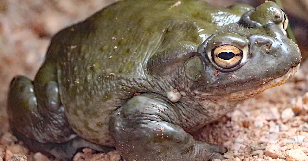 Have fun outside, but please don't lick the hallucinogenic toads, National Park Service says