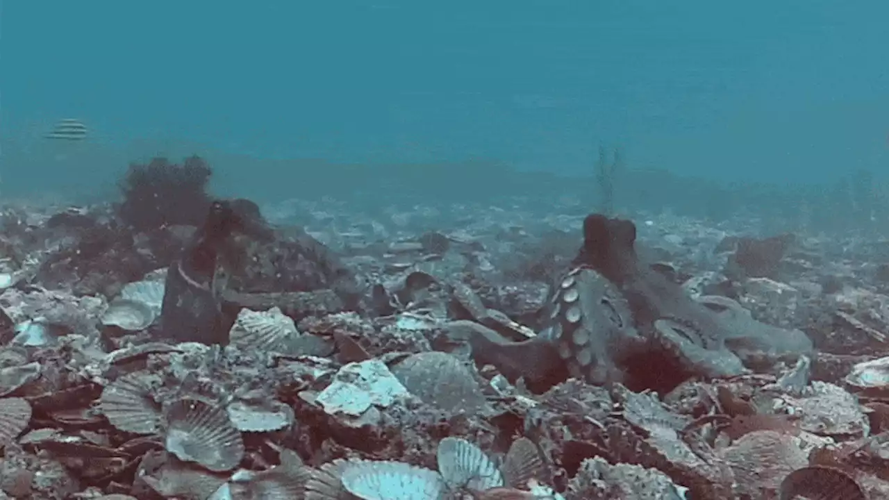 Octopuses fling shells and sand at each other, and scientists caught their battles on video