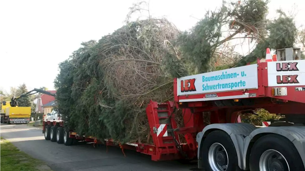 Nach Panne: Weihnachtsbaum an Gedächtniskirche aufgestellt