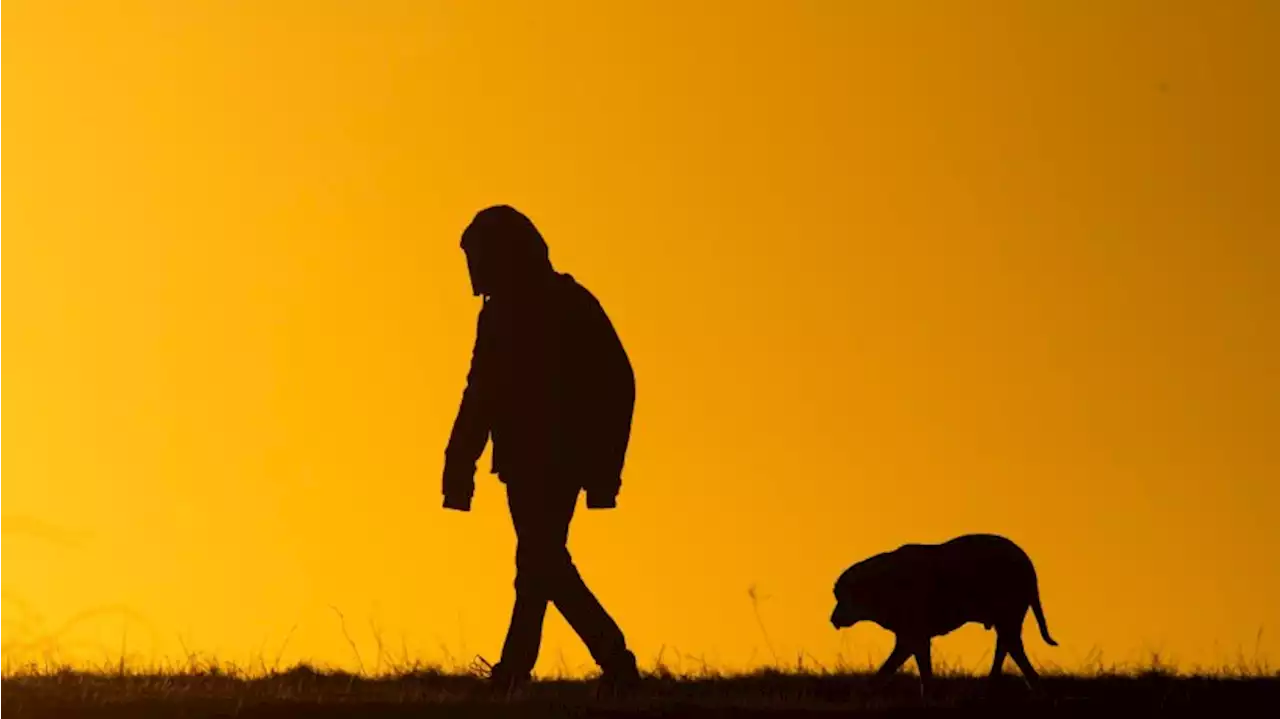 Weniger als die Hälfte der Berliner Hunde registriert