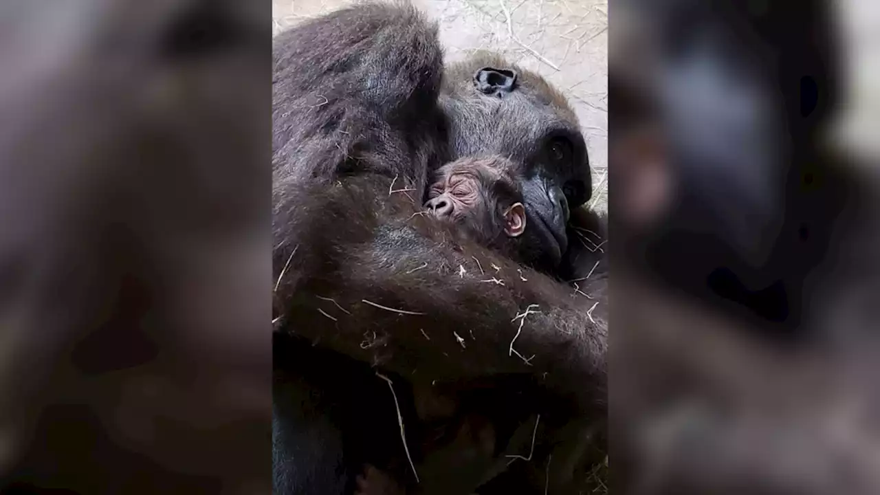 Fort Worth Zoo Welcomes Second-Ever Western Lowland Baby Gorilla