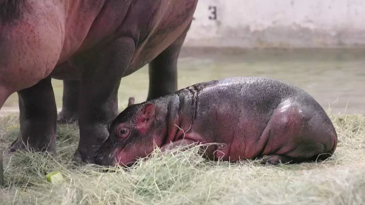 You've Got to See the Adorable New Baby Hippo Born at the Dallas Zoo