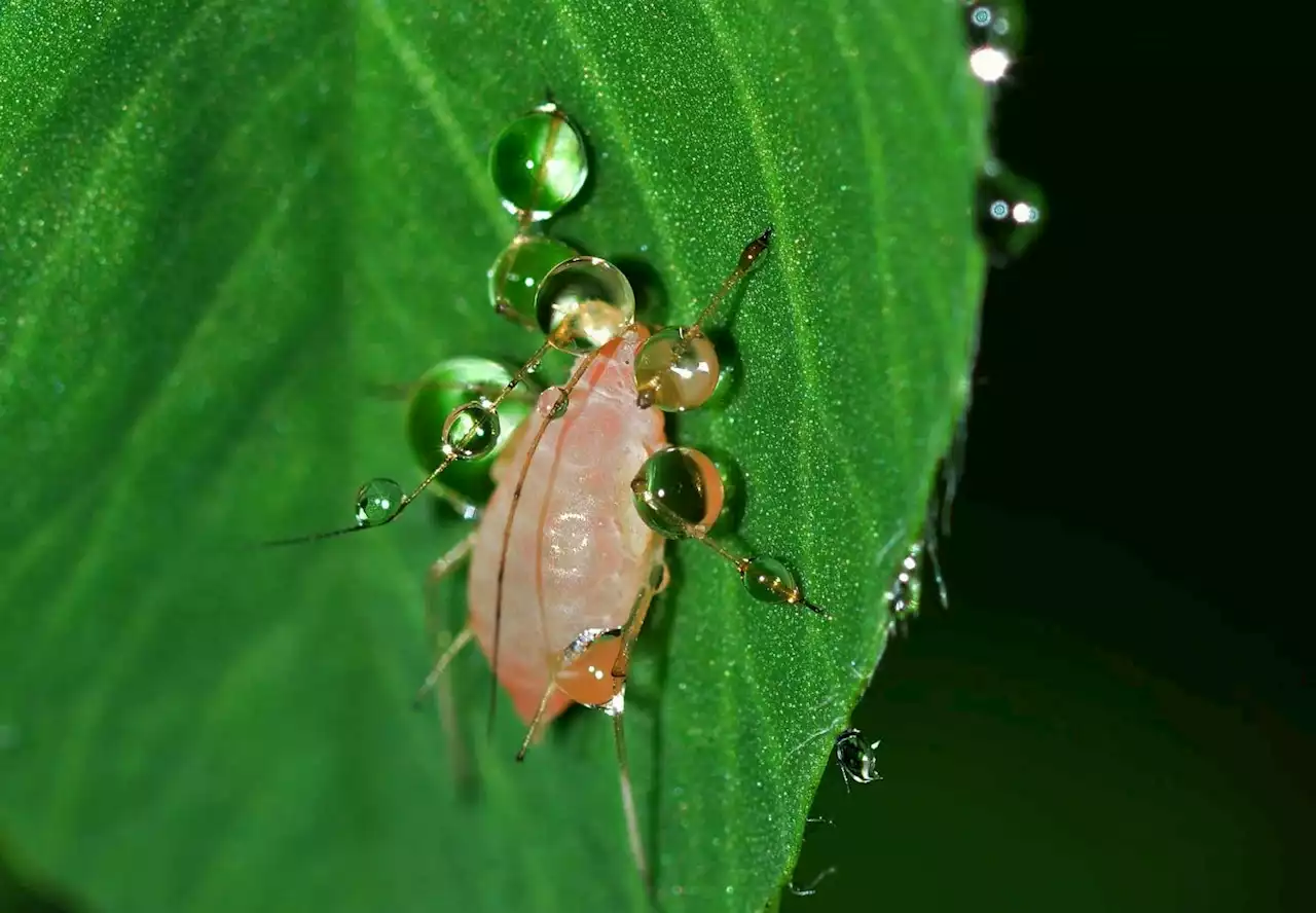 Air pollution threatens natural pest control methods in sustainable farming