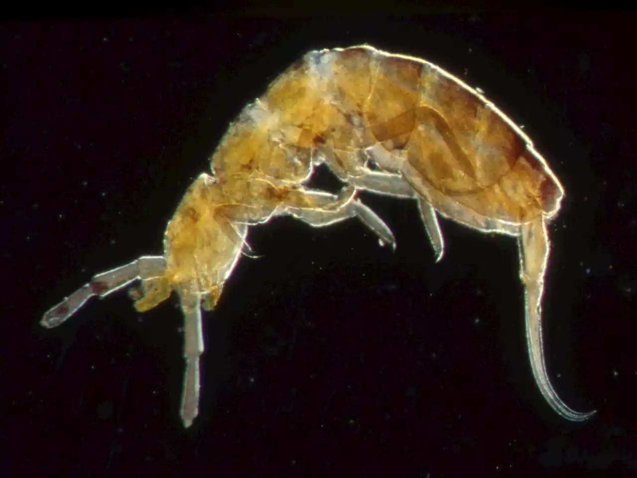 One of nature’s tiniest acrobats inspired a leaping robot