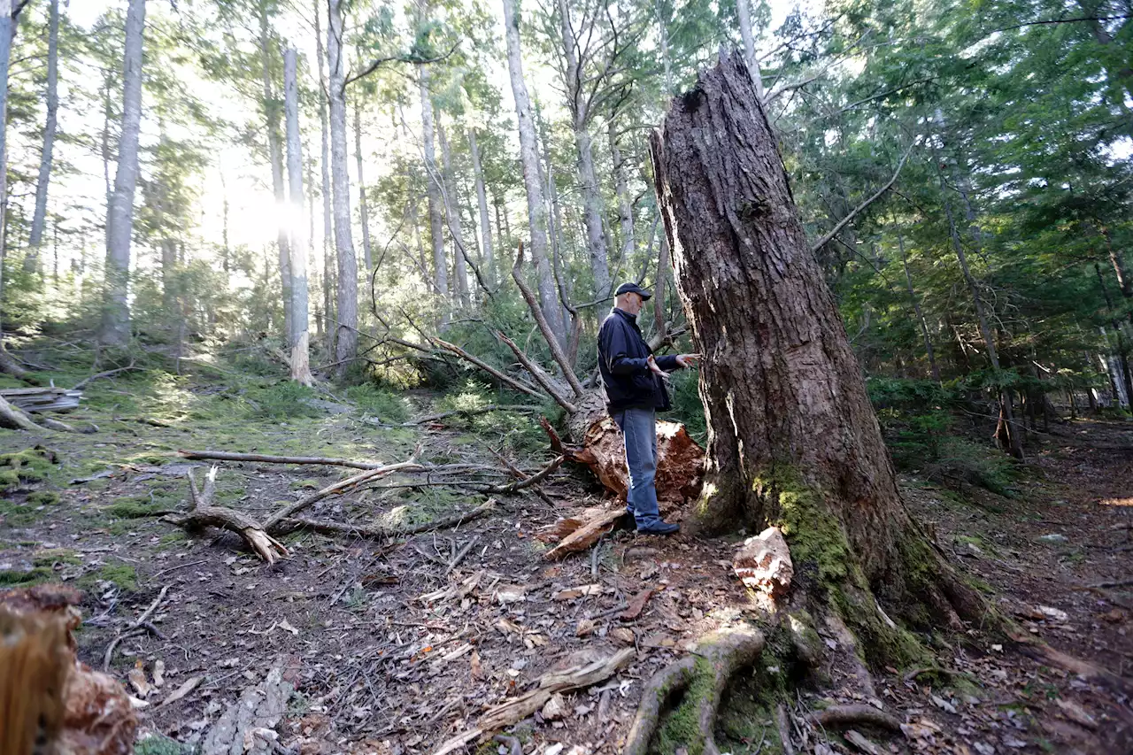 JOHN DeMONT: When a great tree falls in a Halifax forest | SaltWire