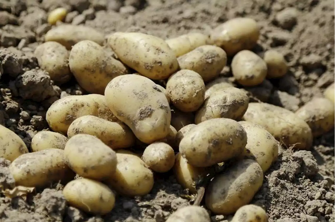 Ungarn: Preisbremse für Eier und Kartoffeln - Schweizer Bauer