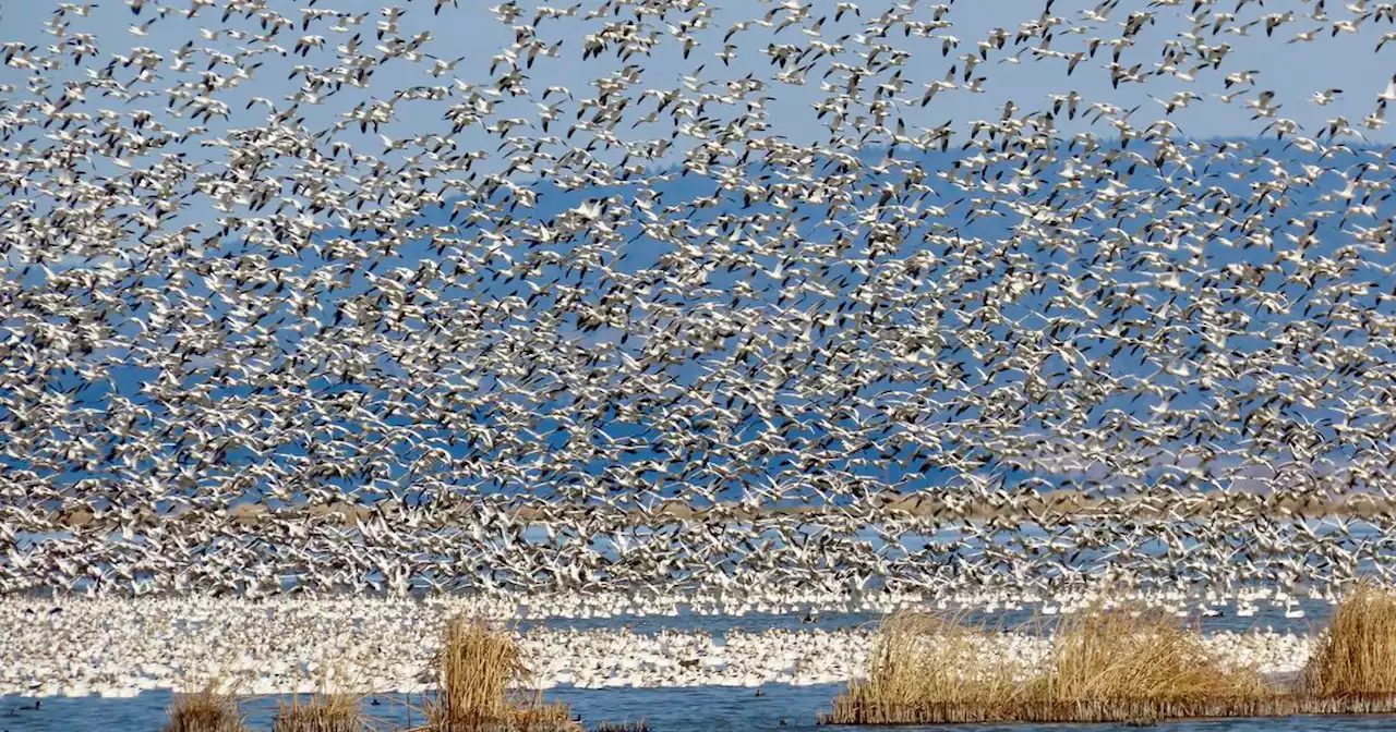 Pepper Trail: The fading miracle of wild animals’ migration