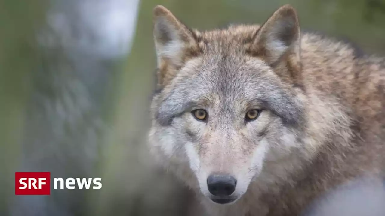 Teilrevidierte Jagdverordnung - Bundesrat will Abschuss von Wölfen vereinfachen