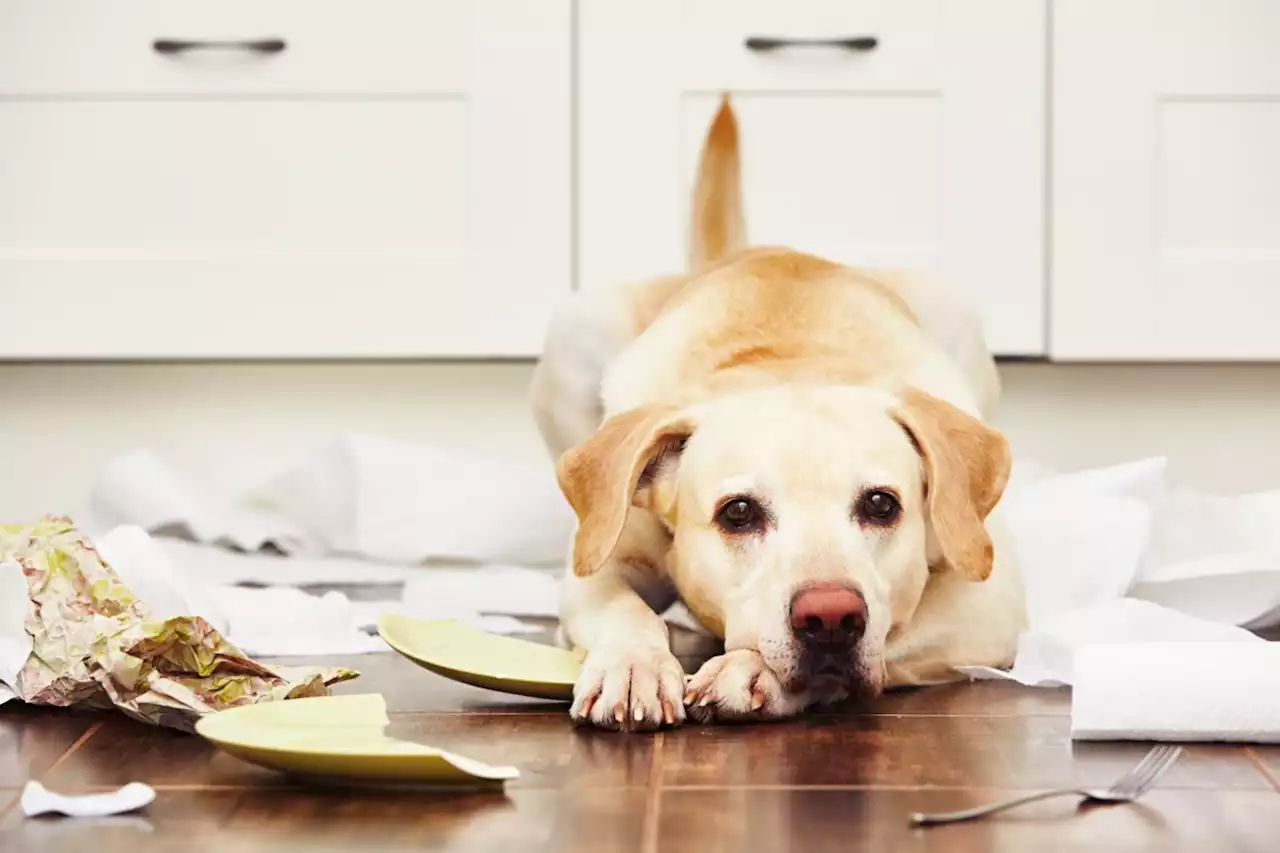 The least obedient dog breeds have been ranked! Where does your dog stack up?