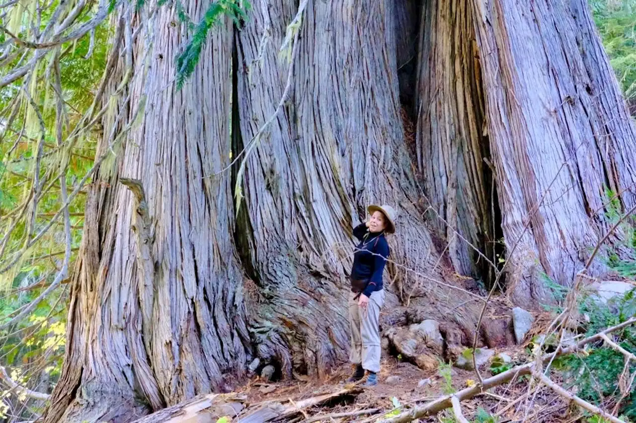 Finding the Kootenays’ biggest trees: Biologist mapping the region’s forest giants - Terrace Standard