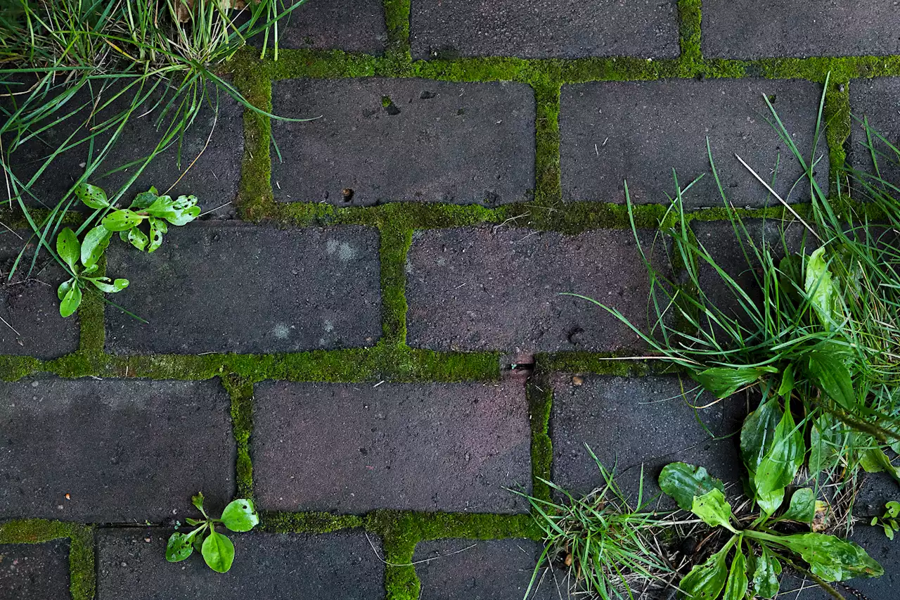 42p hack to get rid of slippery moss from your paving in minutes