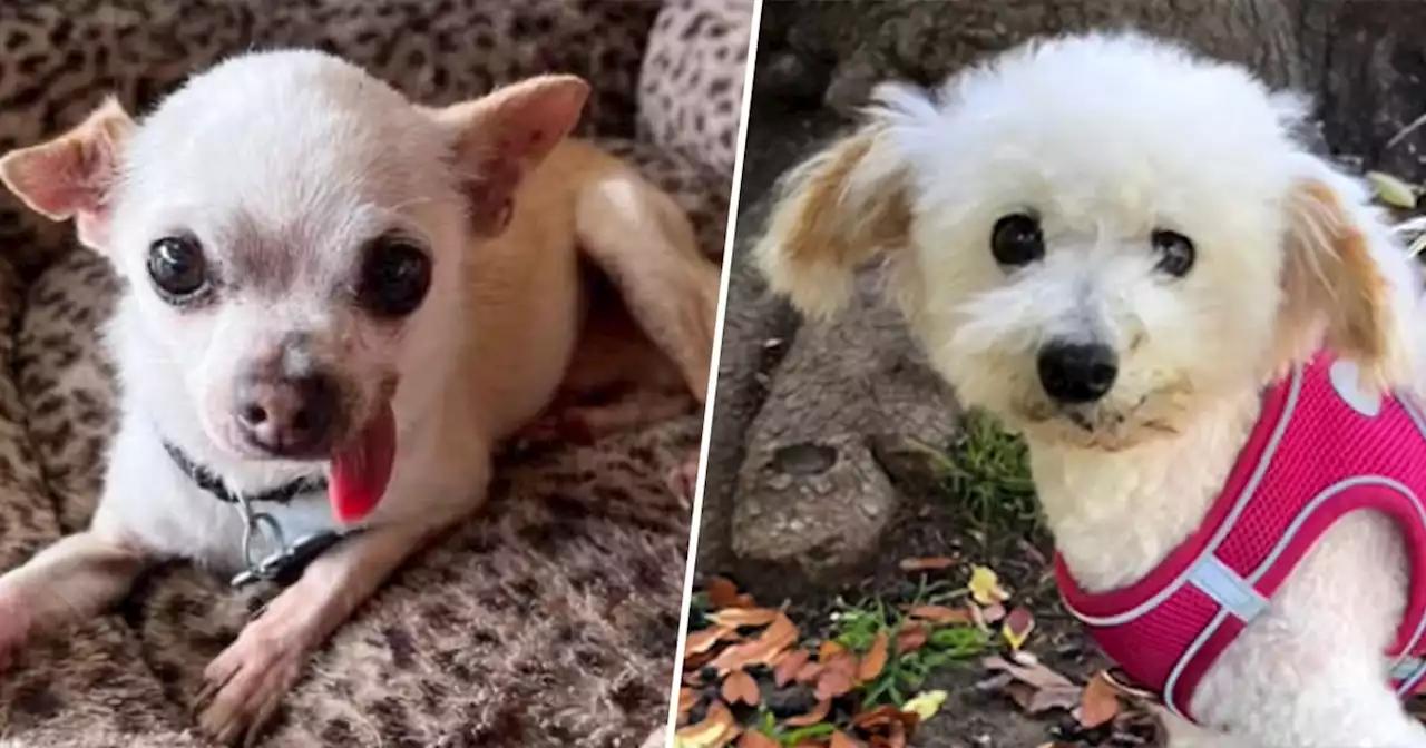 Rescue flight helps 20 senior shelter dogs find new homes to enjoy their 'golden years'