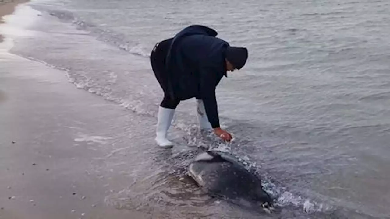 More than 130 seals found dead on Caspian beaches