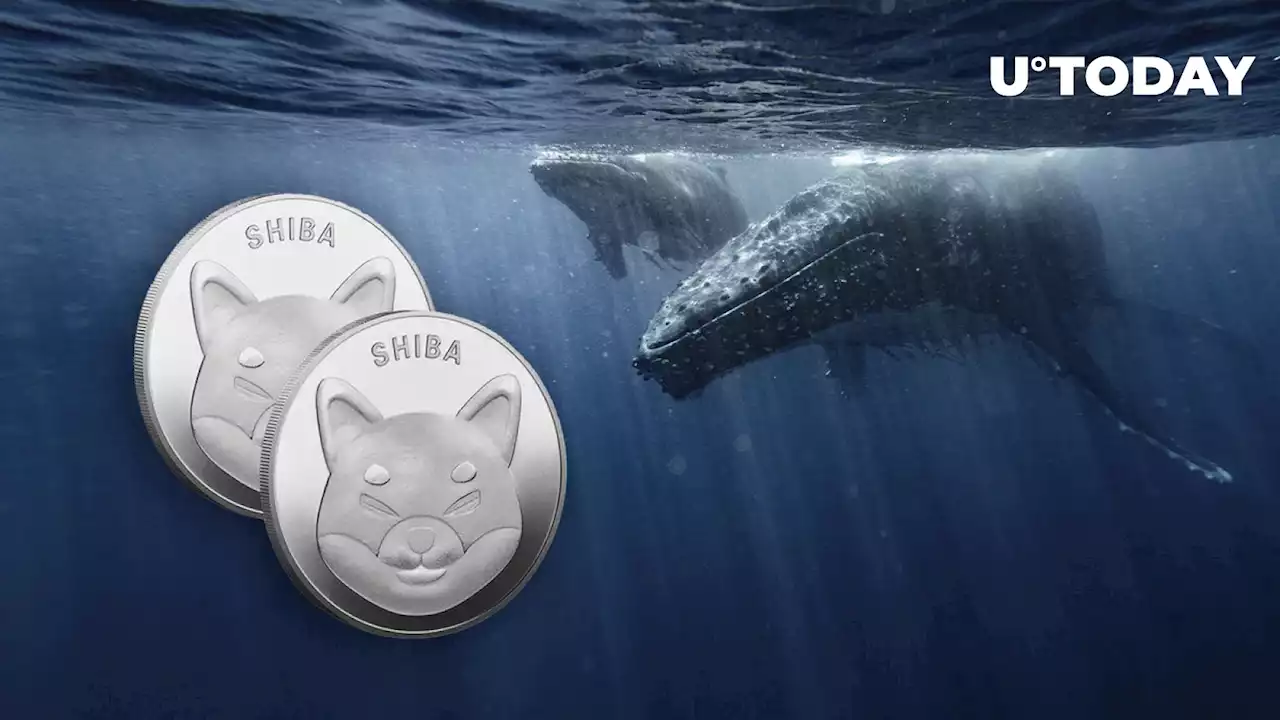 SHIB Seems to Have Crisis with Whales, Here's What It Is