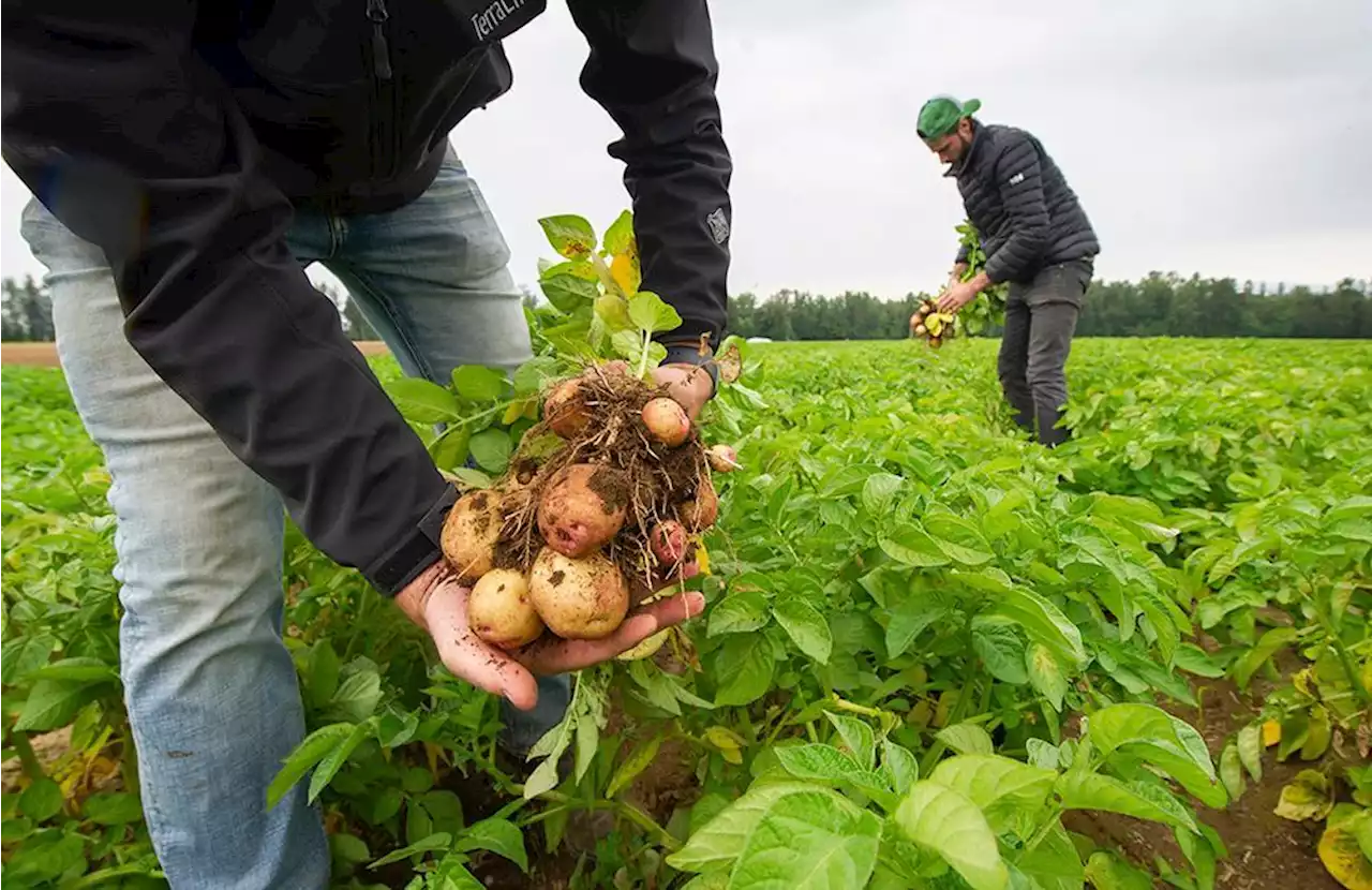 Conversations Live: Food — can we grow enough and keep it affordable?