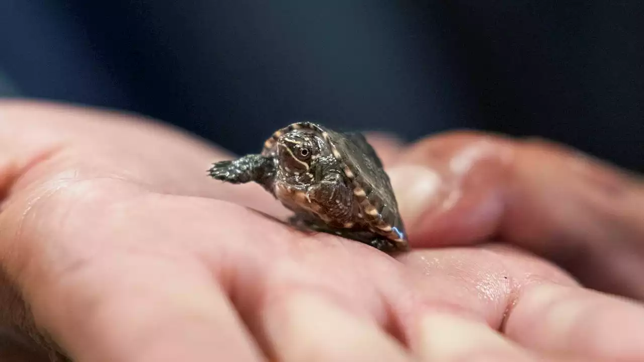 Turtles in demand as pets, leading to a spike in poaching