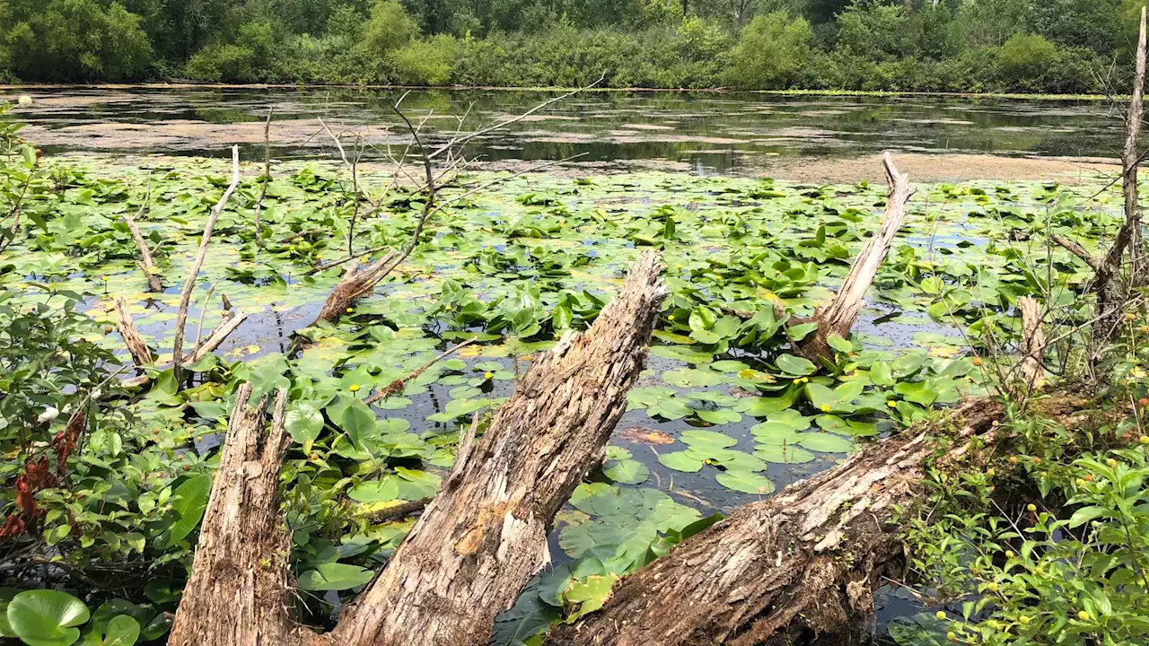 Supporters Celebrate ‘Victory for People and Nature’ as Forest Preserve Tax Hike Appears a Winner