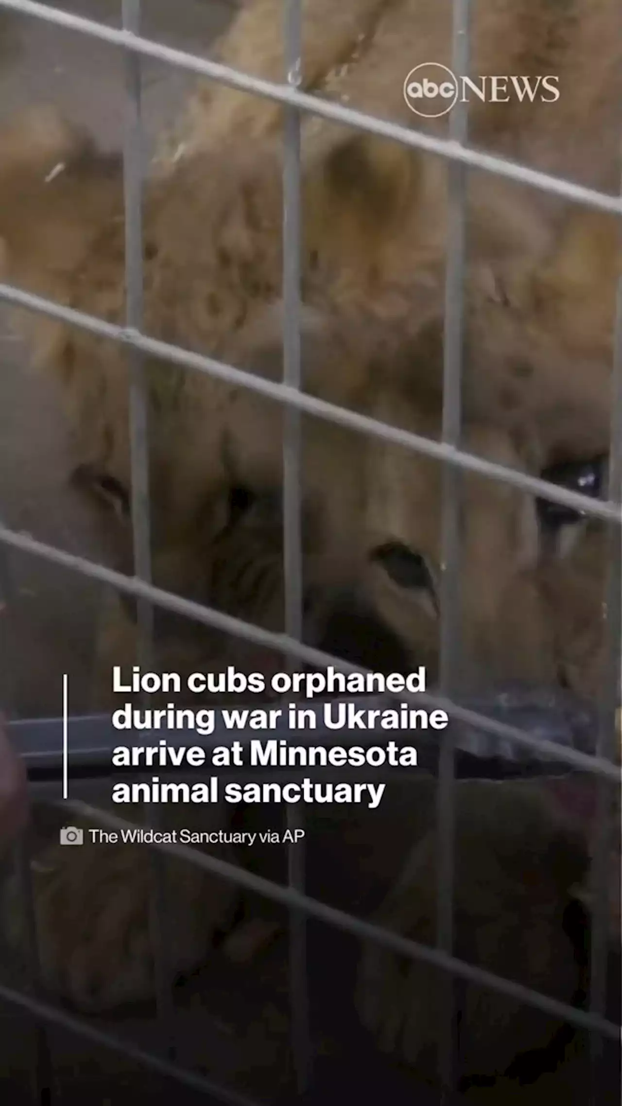 4 lion cubs saved from war in Ukraine arrive at US sanctuary