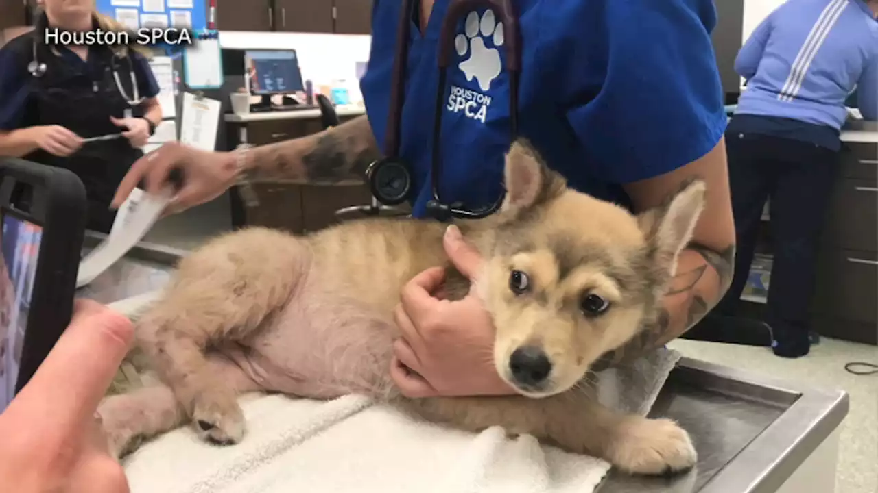 Husky puppy rescued after being thrown 15 feet over second-story balcony, Houston SPCA says