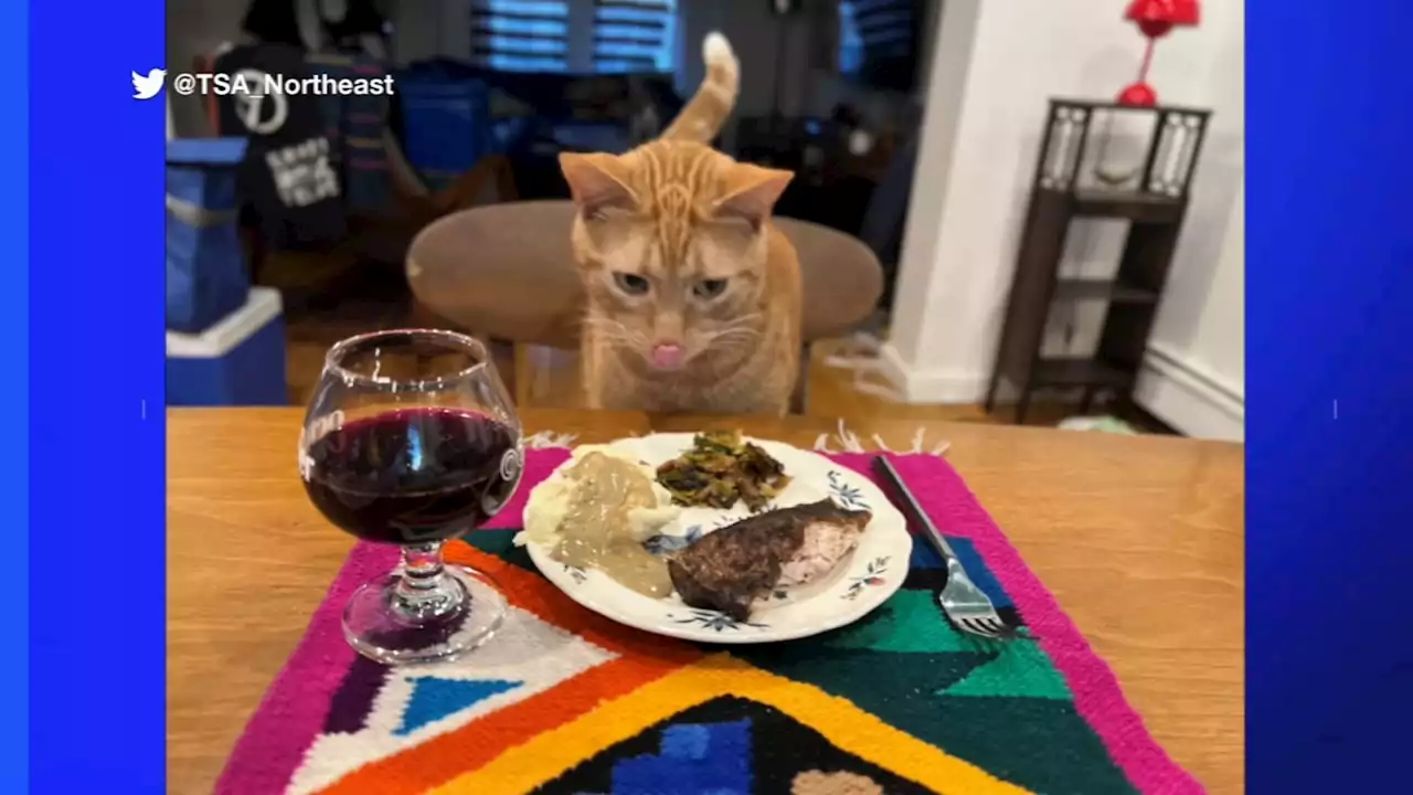 Orange cat found in zipped checked bag at NYC airport back home, enjoys Thanksgiving feast