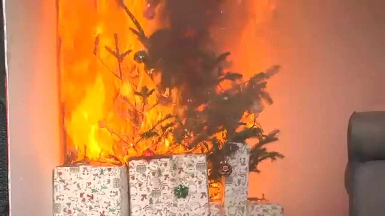 Firefighters in Nassau County demonstrate how quickly dry Christmas trees can go up in flames