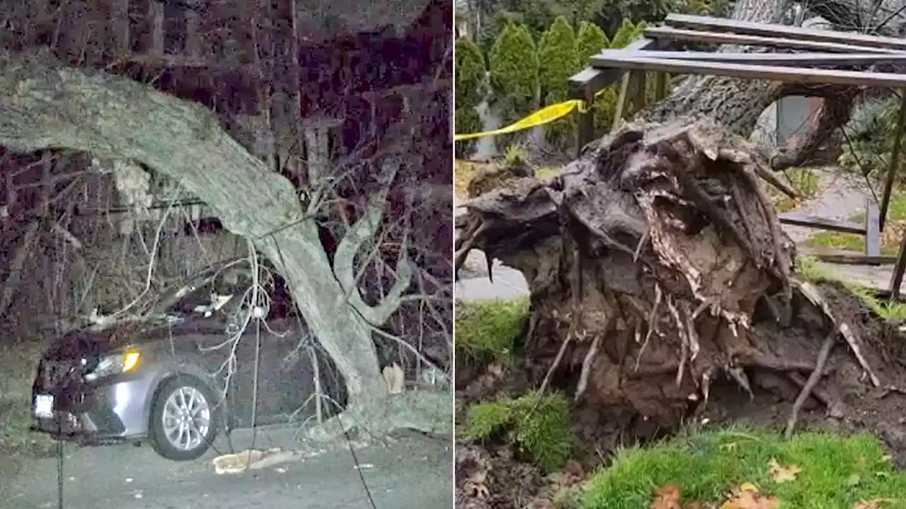 Stormy weather brings down trees, knocks out power in Queens